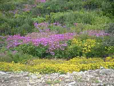 Wild Flowers